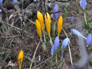Doğa Uyandı, İlkbaharın Müjdecisi Çiğdemler Rengarenk Çiçek Açtı