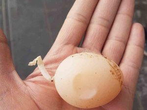 Diyarbakır’da Kuyruklu Yumurta Görenleri Şaşırttı