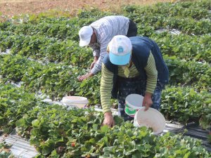 Hüyük’te Tarımsal İşçilerin Günlük Yevmiyeleri Belli Oldu