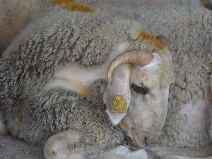 Trakya’da Şap Hastalığı Görülmüyor