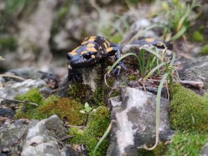 Yağmur Yağışlarıyla Birlikte "Doğanın Gizli Kahramanları" Böcekler İş Başı Yaptı