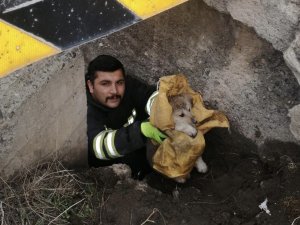 Köprü Altında Mahsur Kalan Yavru Köpekler İtfaiye Ekiplerince Kurtarıldı