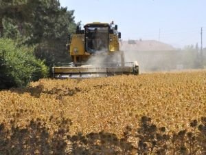 Kahramanmaraş’ta İlk Aspir Hasadı Yapıldı