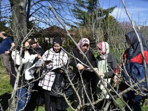 Bartın’da Çiftçilere Budama Eğitimi, Doğru Verim Alma Yöntemleri Anlatıldı