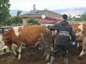 Sat-2 Serotipi Şap Hastalığı Korunma Yöntemleri