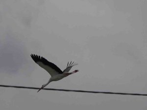 Leyleklerin Kafası Karıştı