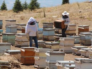 Elazığ Arı Yetiştiricileri Birliği Başkanı Canbay: “Yağışların İleride Arıcılar Üzerinde Olumlu Yansıması Olacaktır”