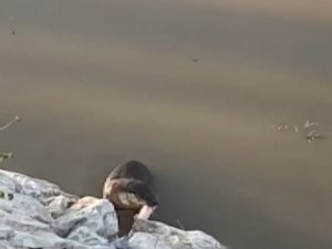 Koruma Altındaki Su Samuru Munzur Çayı’na Dalarken Görüntülendi