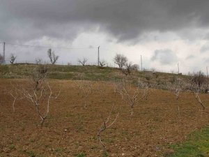Uykuları Kaçan Çiftçinin Yüzünü Son Günlerdeki Yağışlar Güldürdü