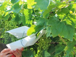 Bağlara Zarar Veren Salkım Güvesiyle Mücadele Sürüyor