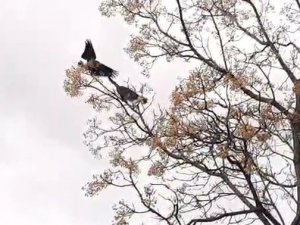 Kediyle Karganın Güldüren Kavgası Kamerada