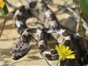 Kedi Gözlü Yılan, Ezilmekten Kurtuldu