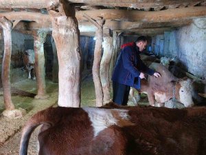 Elazığ’da Şap Hastalığına Karşı 59 Bin 800 Hayvan Aşılandı