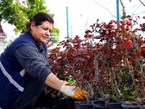 Tarsus Belediyesi Üretiyor Vatandaş Faydalanıyor