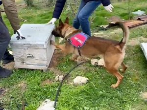 Jandarmanın Bağ Evine Yaptığı Operasyonda 11 Kilo Esrar Ele Geçirildi