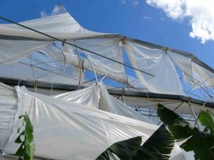 Hortum Muz Serasını Vurdu, 5 Dönümlük Alan Savaş Meydanını Aratmadı