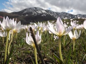Muş Ovası’nda Kardelen Cümbüşü