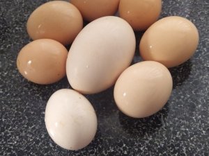 117 Gramlık Yumurta Görenleri Şaşırttı