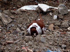 Sahipsiz Kalan Cins Güvercinler Deprem Enkazında Yem Aradı