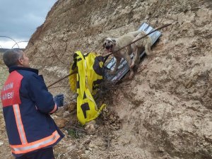 Jiletli Telde Takılı Kalan Köpek Kurtarıldı