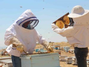 Yağışlar Arıcılara Bereket Olacak