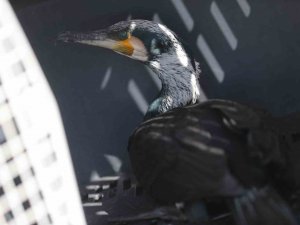 Tedavi Edilen Karabatak Boğaçayı’na Salındı