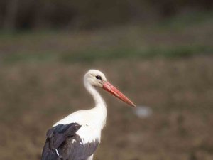 İ̇lkbaharın Müjdecileri Eskişehir’de