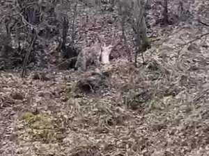 Koruma Altındaki Vaşak, Öldürdüğü Kediyi Ağzında Götürürken Görüntülendi