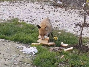 Önlerine Çıkan Tilkiyi Beslediler