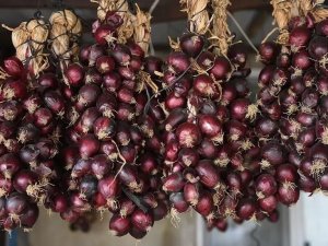 Kapıdağ’da Mor Soğan Fideleri Toprakla Buluşuyor