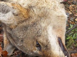 Tunceli’de Aracın Çarptığı Kurt Telef Oldu