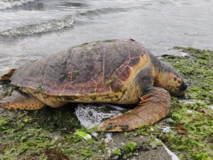 Ölü Caretta Caretta Altınova Sahilinde Kıyıya Vurdu
