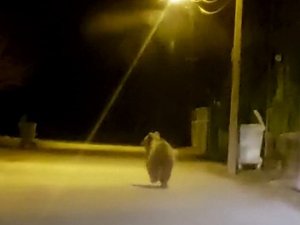 Yozgat’ta İlçe Merkezine İnen Ayı Cep Telefonu İle Görüntülendi