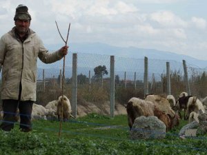 Bahar Yağmurları Çobanların Yüzünü Güldürdü