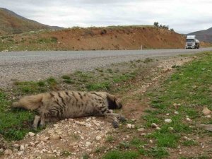 Nesli Tükenmekte Olan Çizgili Sırtlan Araç Çarpmasıyla Telef Oldu