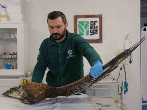 Binlerce Yaban Hayvanı Hayata Döndürüldü