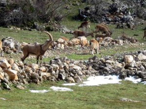 Antalya’da Mahallelinin Ürkek Misafirleri