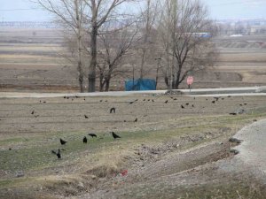Köyü İstila Eden Kargalar Bahçe Ve Tarlalara Dadandı