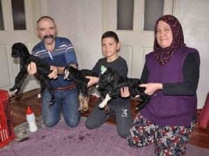 Keçi Üçüz Doğurdu: Oğlaklara Evde Bebek Gibi Bakıyorlar