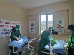 Varto’da Sokak Hayvanlarını Kısırlaştırma Çalışması