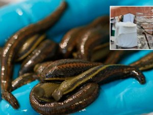 Bolu’da 15 Mart-31 Ağustos Tarihleri Arasında Avcılık Ve Toplayıcılık Yasaklandı