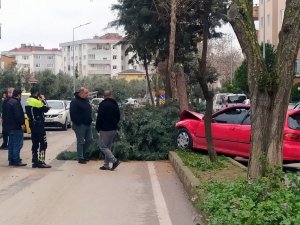 Alkollü Sürücü Ağacı Devirerek Durabildi