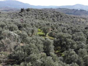 Halkalı Leke Hastalığı Zeytinleri Vuruyor