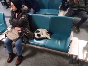 Dışarıda Üşüyen Kedi Isınmak İçin Hastaneye Sığındı