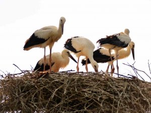 Baharın Habercisi Leylekler Erzincan’a Erken Geldi