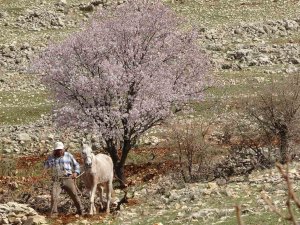 Mardin’de Bahar Görsel Şölen Oluşturdu
