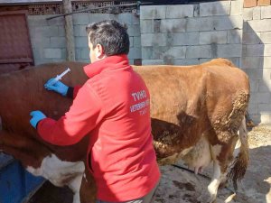 Depremde Hayvanların Da Yaraları Sarıldı
