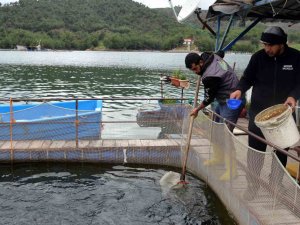 Deprem Balık İhracatını Da Vurdu: Üretim 7 Milyon Ton Azalacak