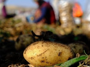 Sivas’ta O Bitkilerin Ekim Yasağı Devam Ediyor