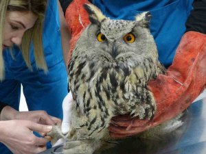 Yaralı Bulunan Bayağı Puhu Kuşu Tedavi Altına Alındı